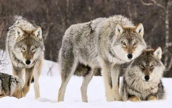 包含德羊入狼群!场面一阵莫测,谁将破后的词条 包含德羊入狼群!场面一阵莫测,谁将破后的词条