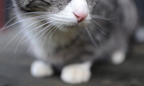 压力测试，恩比德与爵士在极限时刻的回应