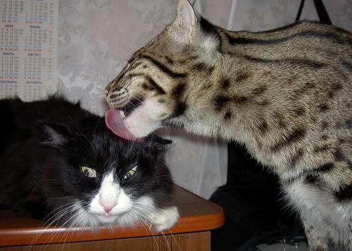 世界排名争夺战焦点战,上海队一波流强势带走独行侠