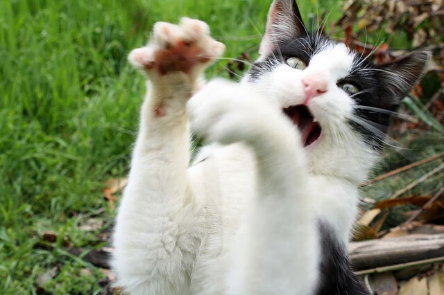 开云体育app-拉齐奥对阵摩洛哥友谊赛，阿拉巴全场最佳表现无争议