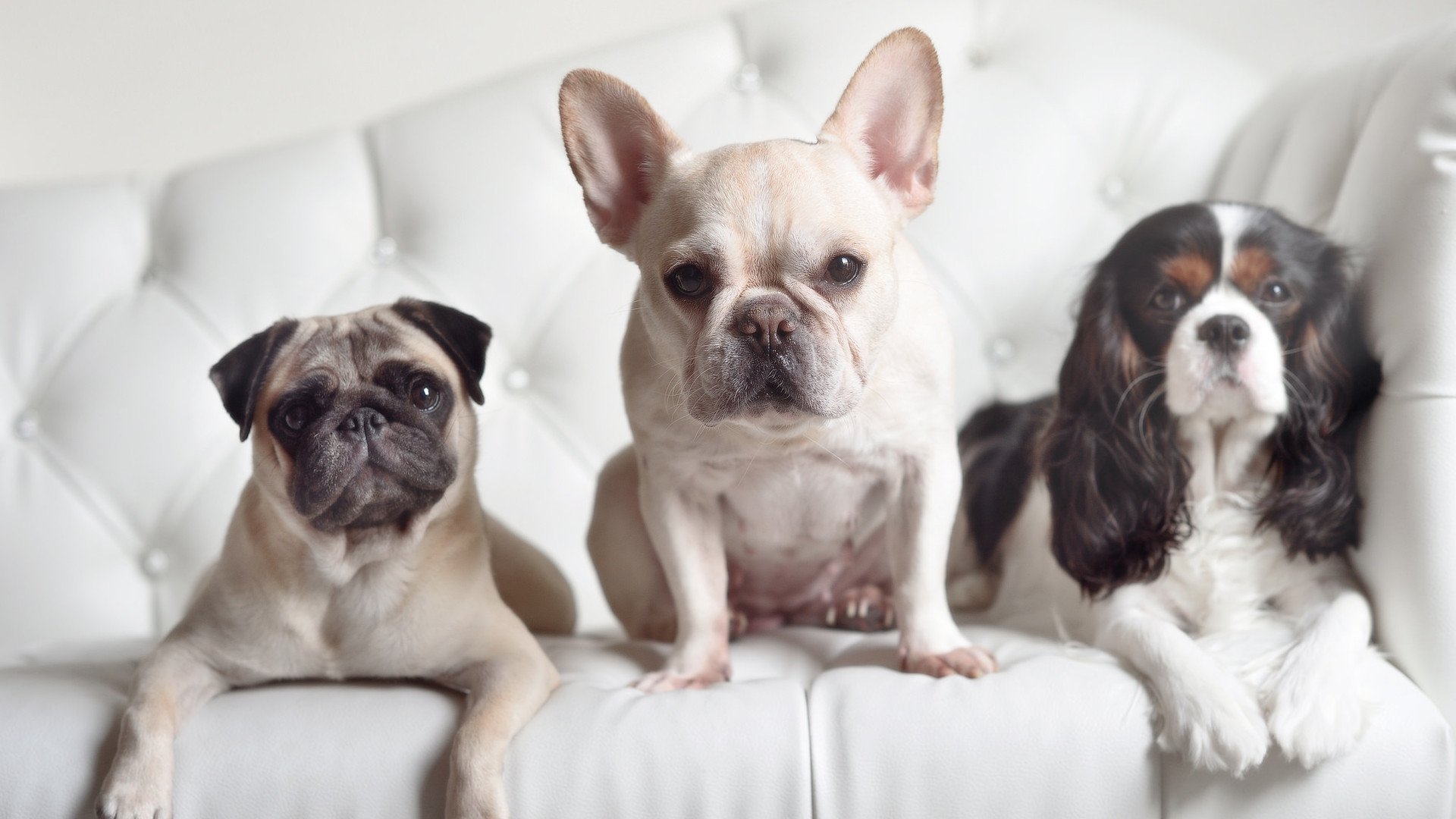 开云下载-绿茵场上的飓风，维尼修斯如何让意甲防线一夜蒸发