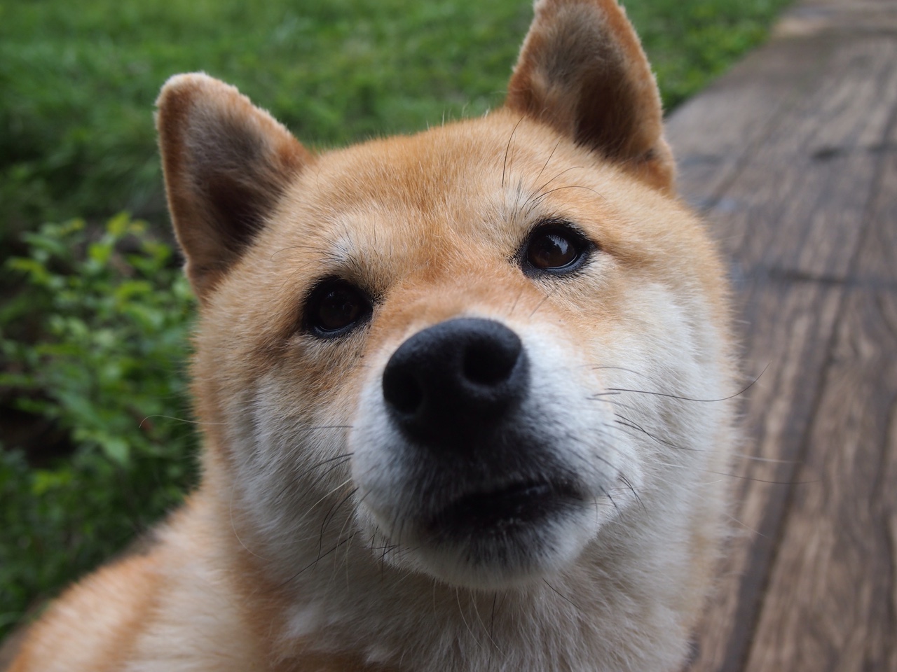 欧冠决赛焦点战与灰熊关键战突围活塞,体育巅峰的激情与策略