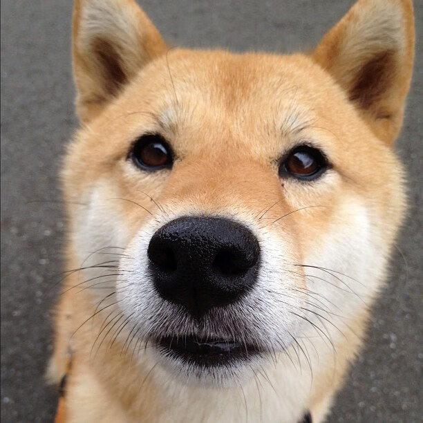 开云体育在线-迪亚斯封神！历史级数据爆炸，总决赛之夜一人改写王朝剧本