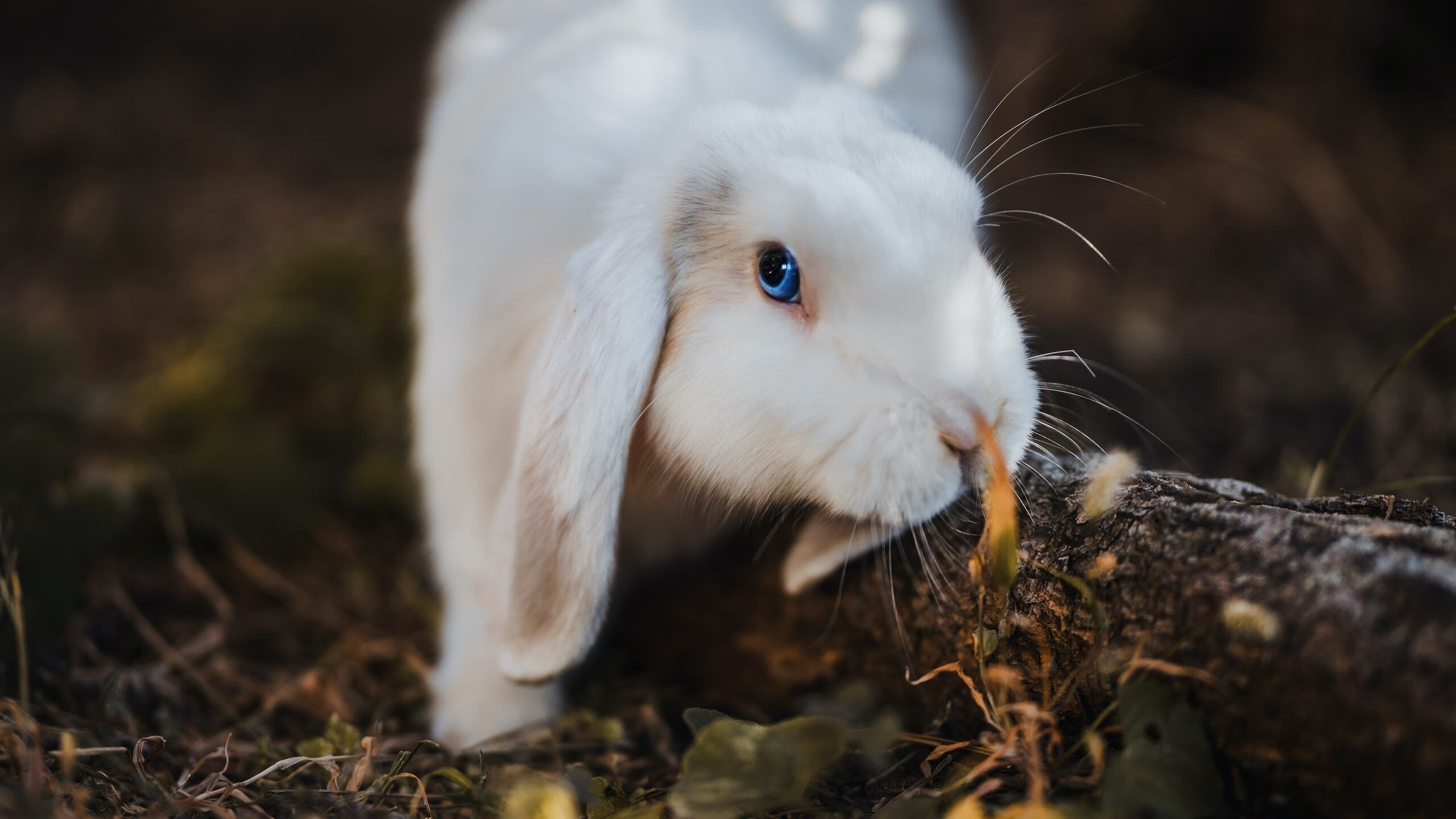 开云体育APP下载-战术与意志的较量，詹姆斯控场大师课与广东队的硬仗突围