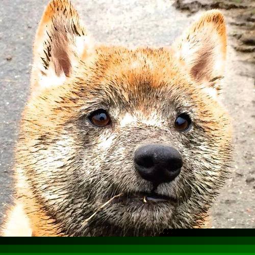 加纳制霸新西兰,格列兹曼关键先生引领足球盛宴