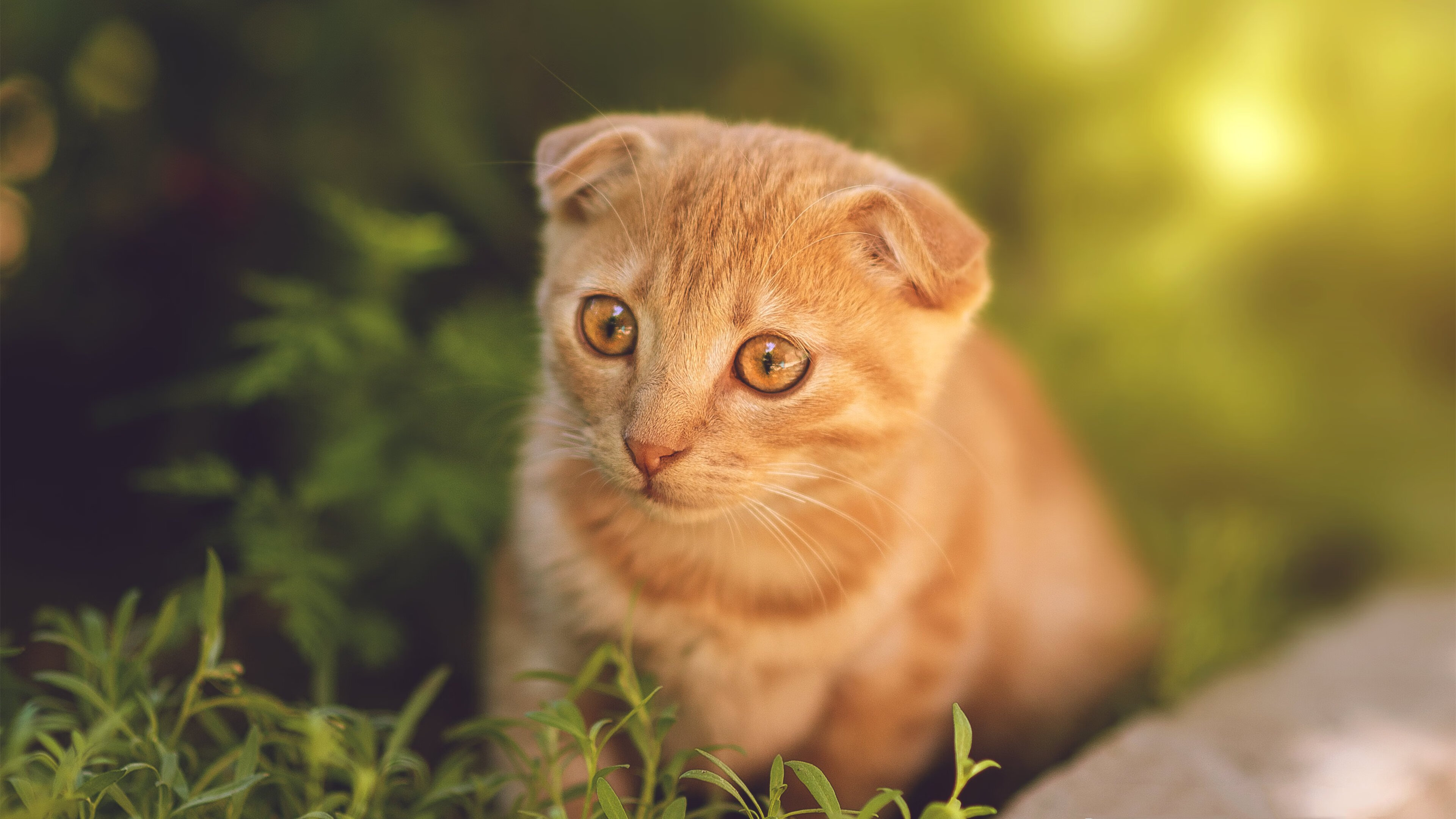 NBA总决赛焦点战，澳大利亚碾压摩洛哥，篮球霸权再定义