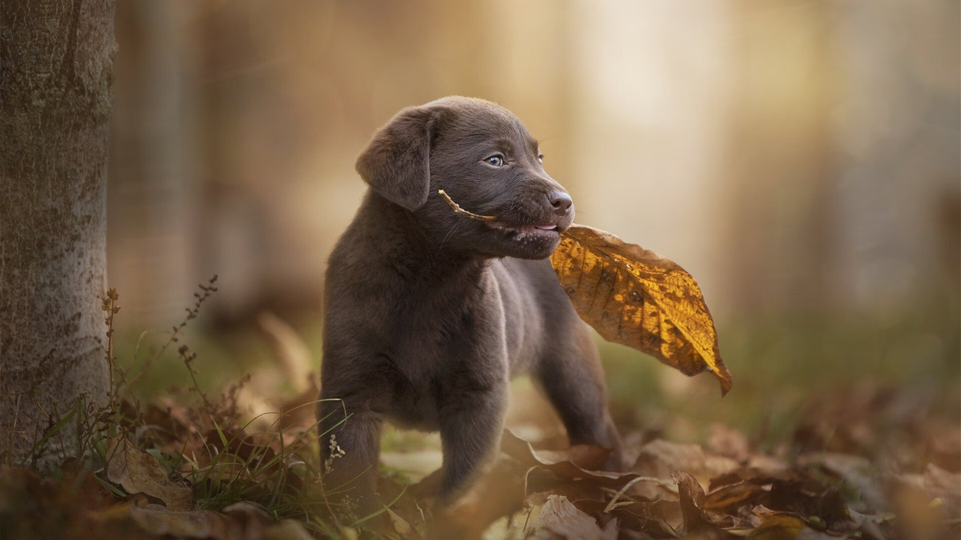 开云体育中国-跨界风暴，篮网轻取魔术，文班亚马F1揭幕战称王
