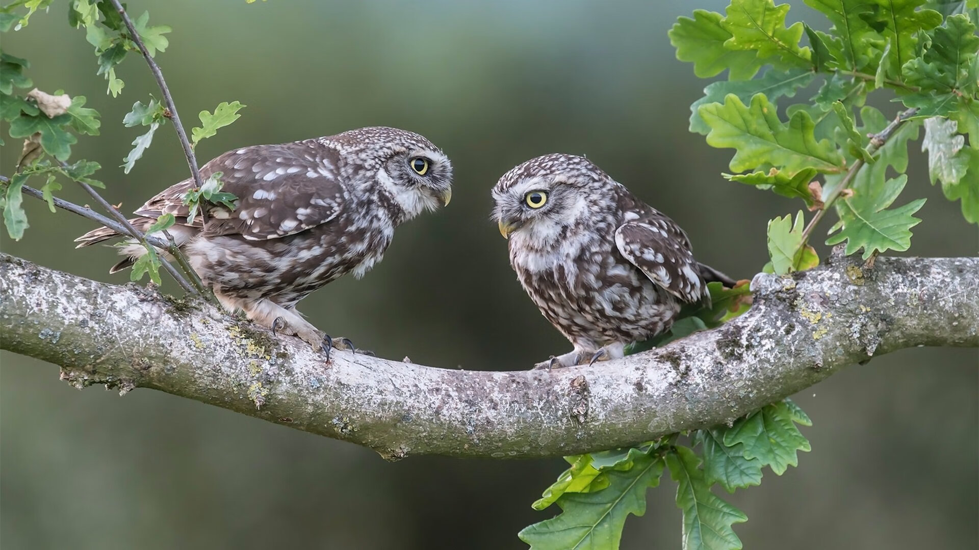 开云体育-布雷默旋风摧毁波兰铁壁，皇家社会提前终结悬念