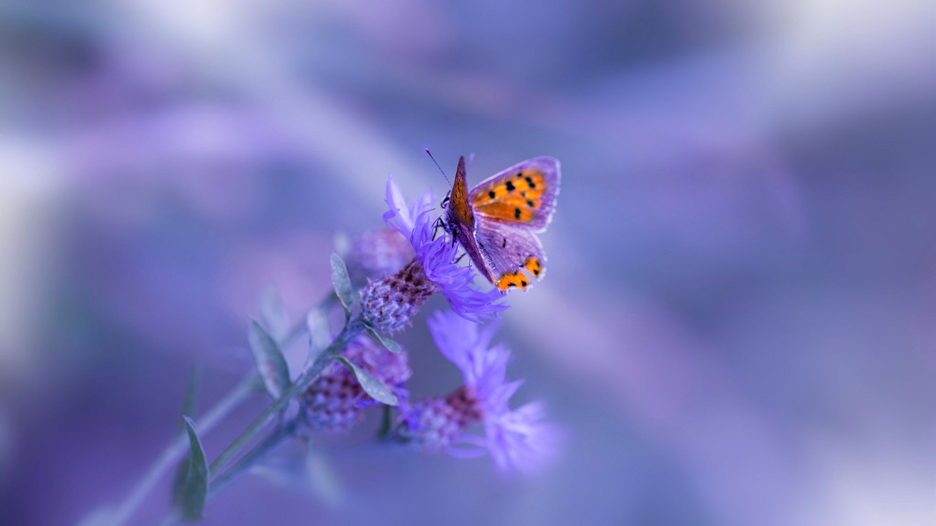 开云平台-梅西魔笛响彻高原之夜，毕尔巴鄂防线筑起叹息之墙