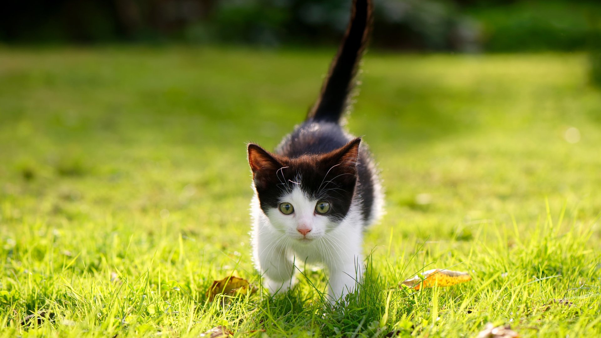 亚特兰大弑神记，利拉德惊雷一击，老鹰踏碎热火不败金身