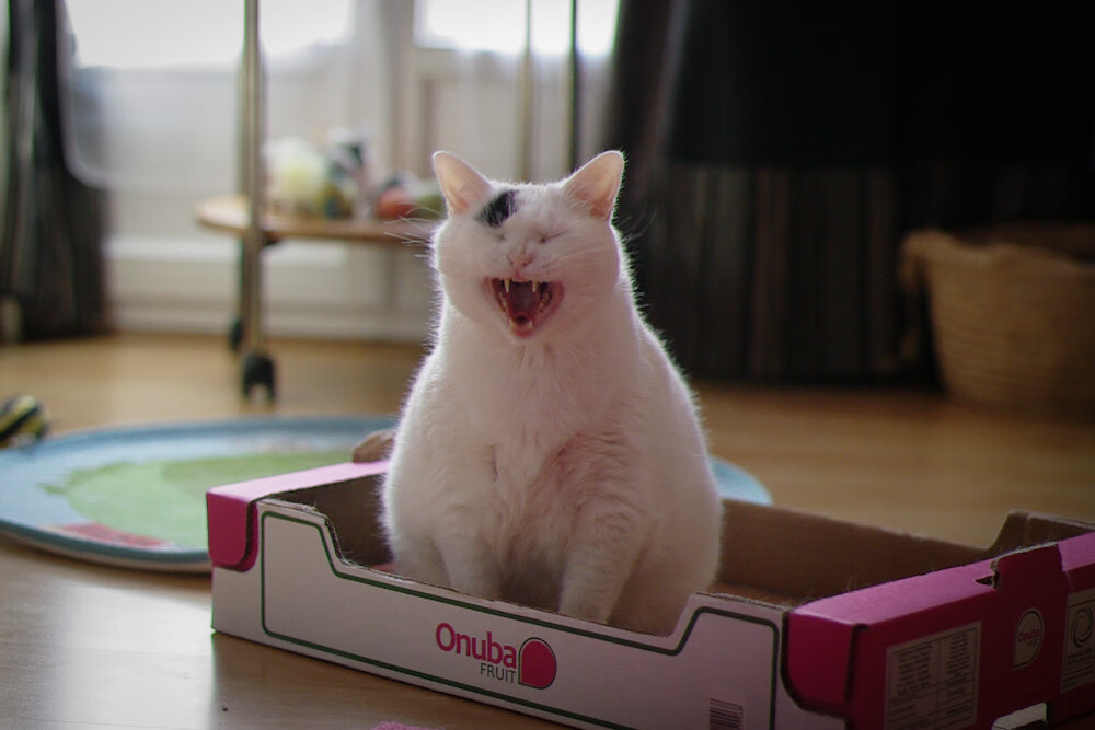 欧陆烽火连天，皇家社会跨洲斩落安哥拉，佩德里于意甲焦点战华丽接管