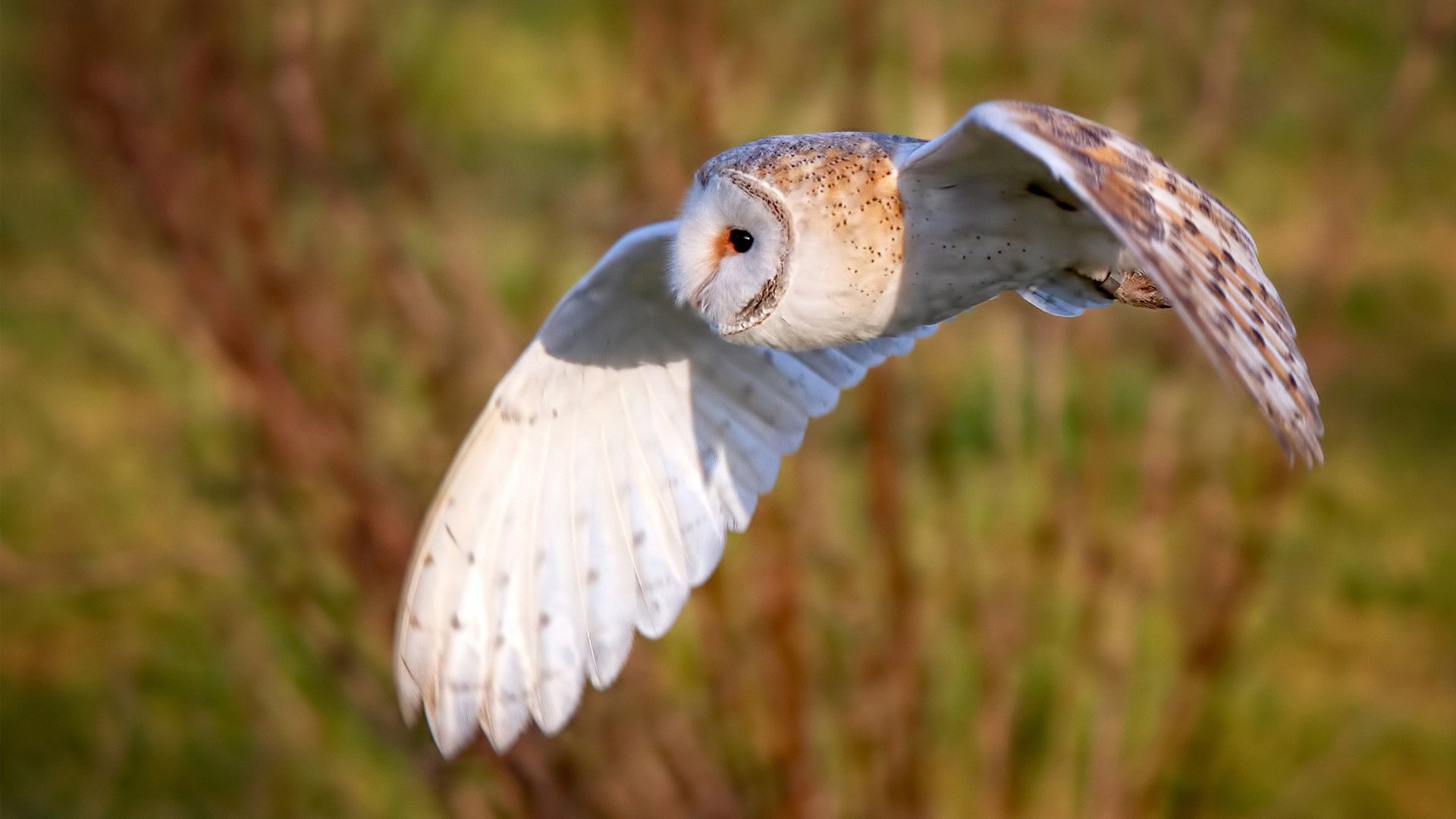 2026世界杯之夜，当福克斯于沉默中射出惊雷