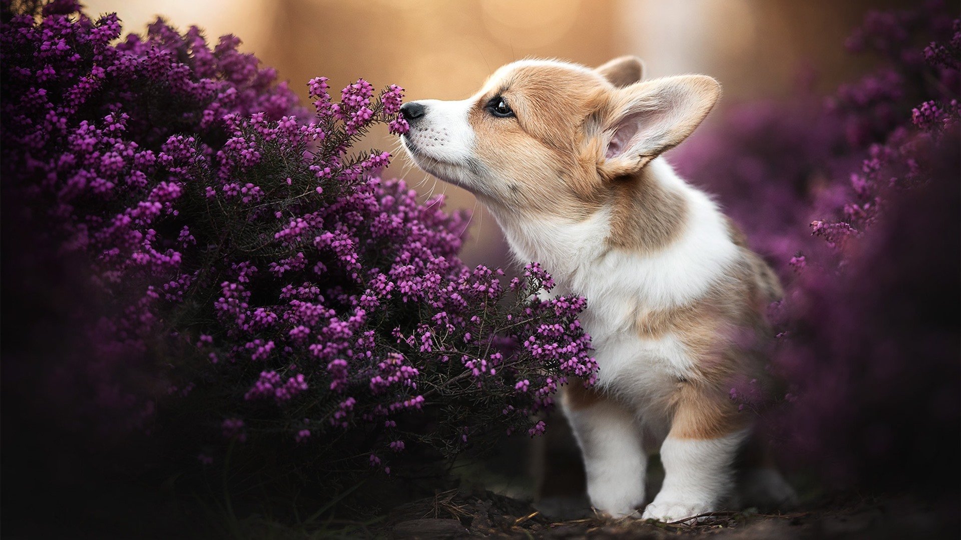 塔图姆刷新得分纪录之夜，独行侠强势拿下步行者展现冠军相