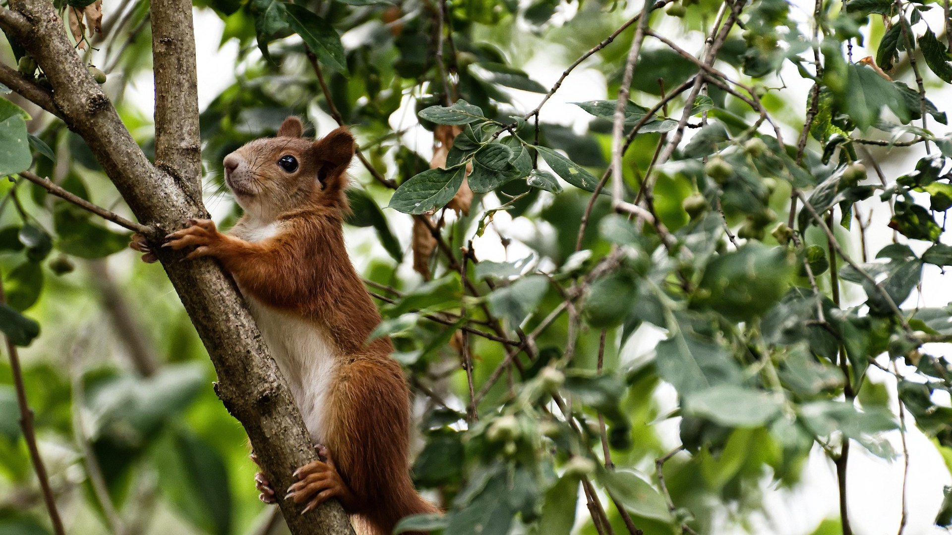当世界杯遇见NBA，一场生物云网络直播的2036星际篮球对决