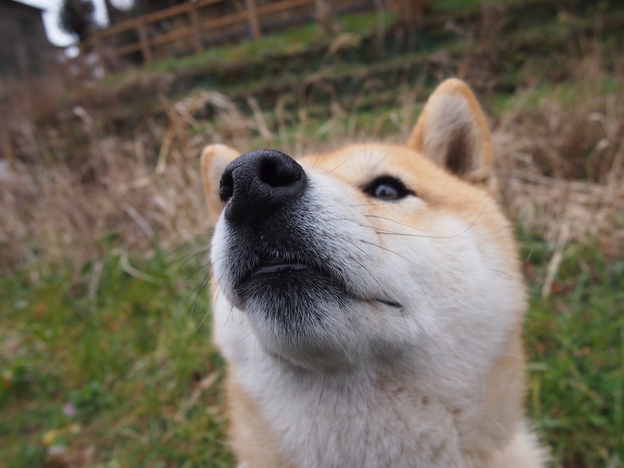 马丁内利带队取胜，佛罗伦萨力克毕尔巴鄂